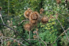 IMG_9591